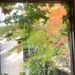 本日の紅葉